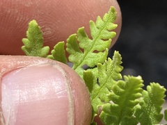 Pentagramma rebmanii