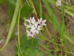 Allium trifoliatum