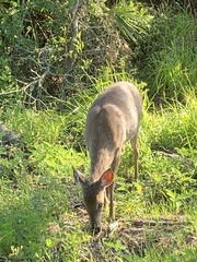 Odocoileus virginianus venatorius