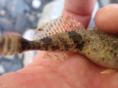 Cottus rhotheus