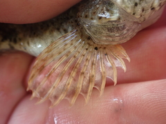 Cottus rhotheus