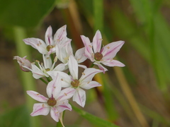 Allium trifoliatum