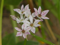 Allium trifoliatum