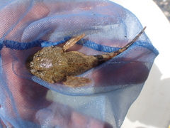 Cottus rhotheus