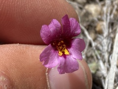 Erythranthe purpurea