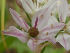 Allium trifoliatum