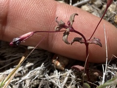 Erythranthe purpurea