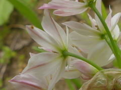Allium trifoliatum
