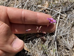 Erythranthe purpurea