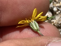 Pentachaeta aurea aurea