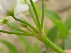 Allium trifoliatum