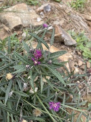 Lessingianthus plantaginodes