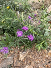Lessingianthus plantaginodes