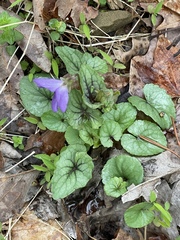 Viola hirsutula