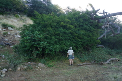 Senegalia schweinfurthii