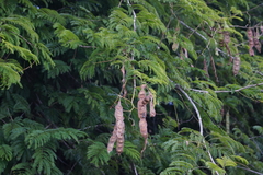 Senegalia schweinfurthii