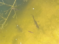 Lissotriton vulgaris