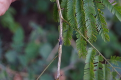 Senegalia schweinfurthii