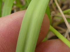 Allium trifoliatum