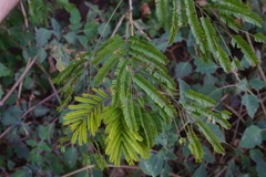 Senegalia schweinfurthii