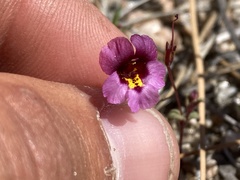 Erythranthe purpurea