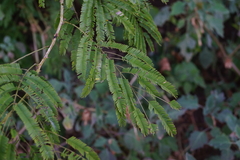 Senegalia schweinfurthii