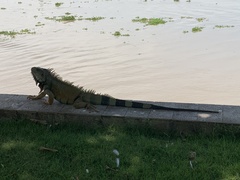 Iguana iguana