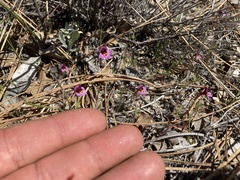 Erythranthe purpurea