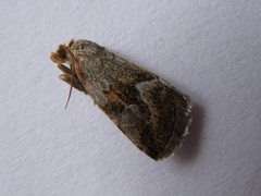 Deltote bellicula