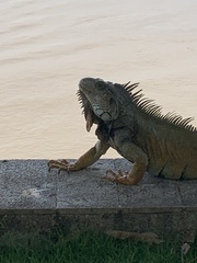 Iguana iguana