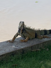 Iguana iguana