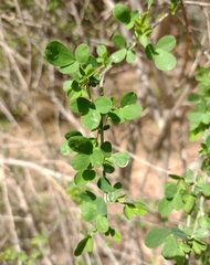 Genista patens