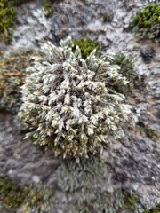 Hedwigia emodica