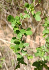 Genista patens