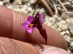 Erythranthe purpurea