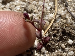 Erythranthe purpurea