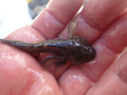 Columbia Slimy Sculpin