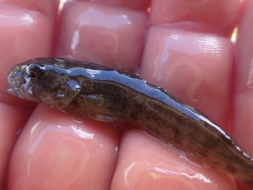 Columbia Slimy Sculpin