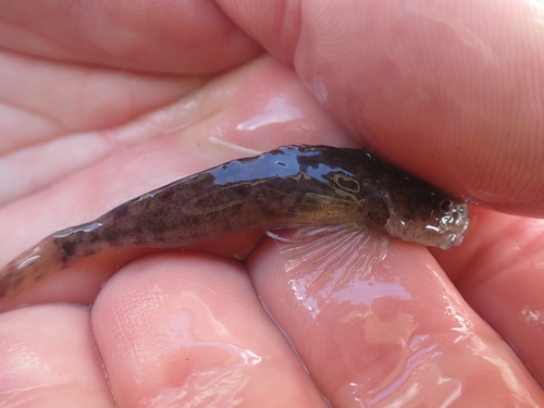 Columbia Slimy Sculpin