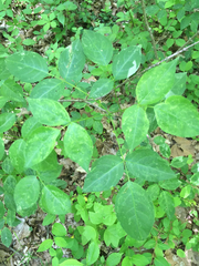 Staphylea trifolia
