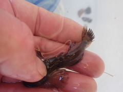 Cottus cognatus