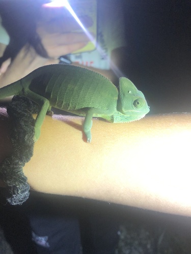Chamaeleo calyptratus image