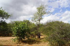 Senegalia senegal leiorhachis