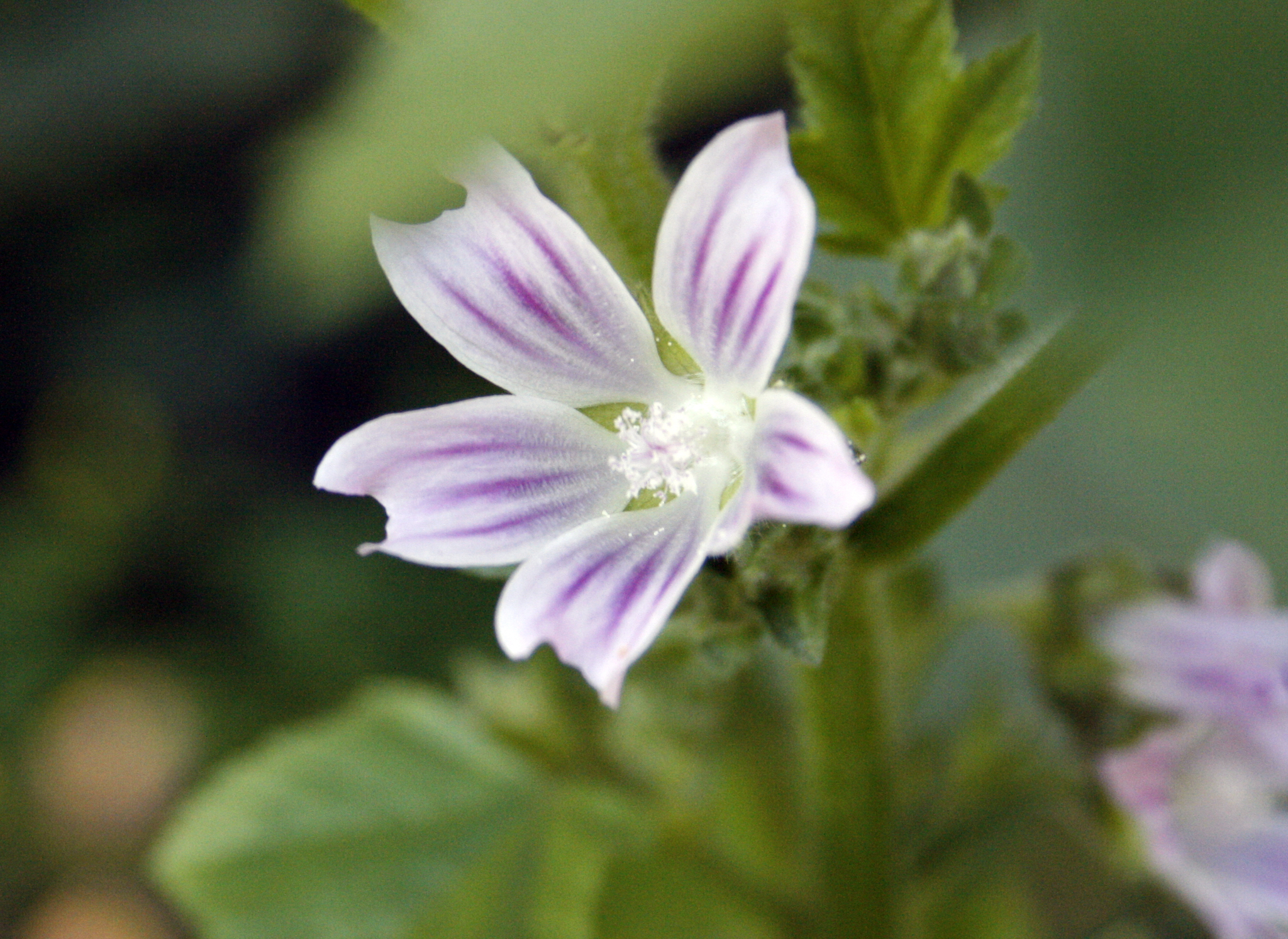 Malva nicaeensis