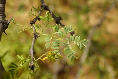 Senegalia senegal leiorhachis