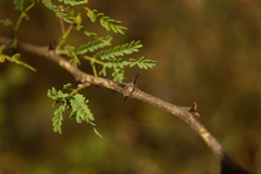 Senegalia senegal leiorhachis