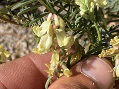 Astragalus douglasii