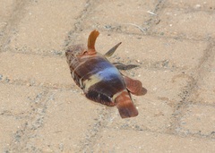 Serranus papilionaceus