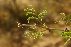 Senegalia senegal leiorhachis