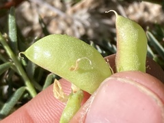 Astragalus douglasii